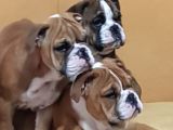 İngi̇li̇z Bulldog Yavrular