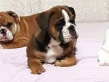 İngi̇li̇z Bulldog Yavrular