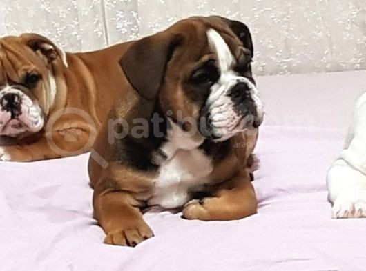 İngi̇li̇z Bulldog Yavrular görsel