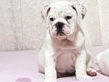 İngi̇li̇z Bulldog Yavrular
