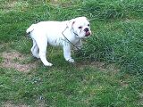 İngi̇li̇z Bulldog Yavrular