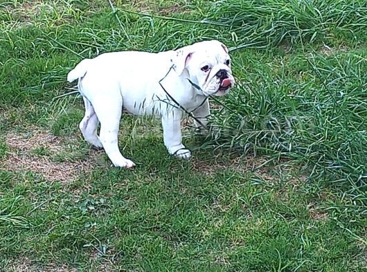 İngi̇li̇z Bulldog Yavrular