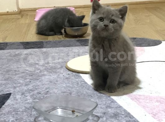2 Aylık Yavrularımız