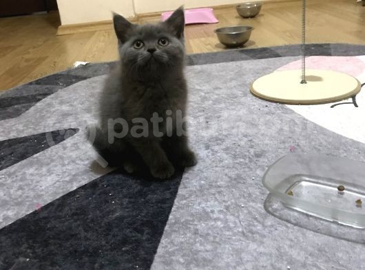 2 Aylık Yavrularımız görsel