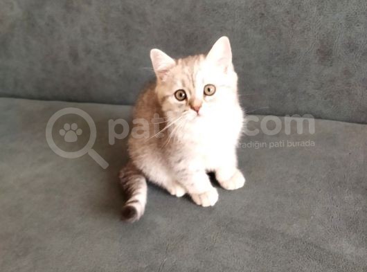 Son 2 Yavrumuz görsel