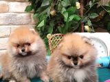 Pomeranian Boo