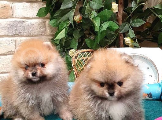 Pomeranian Boo