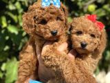 Red Apricot Sevimli Toy Poodle Yavrular