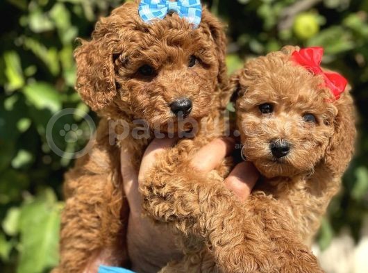 Red Apricot Sevimli Toy Poodle Yavrular