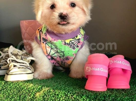 Sevi̇mli̇ Maltese Terri̇er görsel