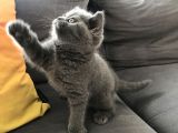 Dişi British Shorthair Yavru