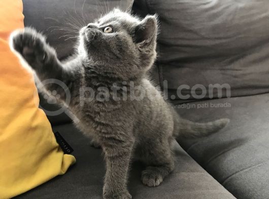 Dişi British Shorthair Yavru görsel