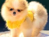 Teddy Bear Di̇şi̇ Party Colour Pomerani̇an Boo