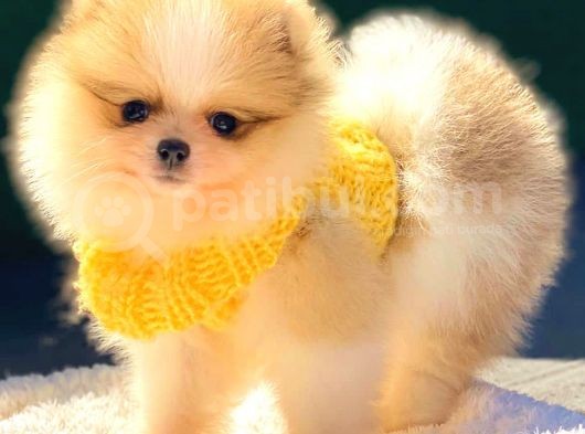 Teddy Bear Di̇şi̇ Party Colour Pomerani̇an Boo görsel