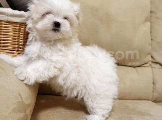 Maltese Terri̇er Yavrulari