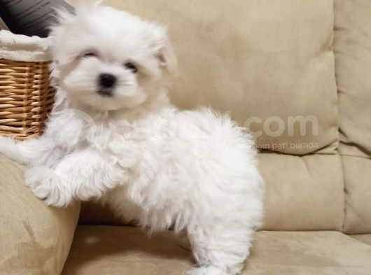 Maltese Terri̇er Yavrulari görsel