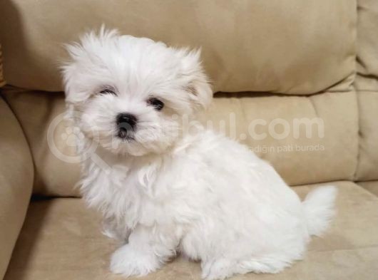 Maltese Terri̇er Yavrulari görsel