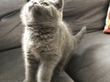 Dişi British Shorthair Yavru