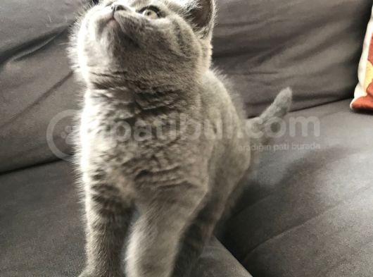 Dişi British Shorthair Yavru görsel