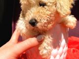 Teacup Di̇şi̇ Toy Poodle