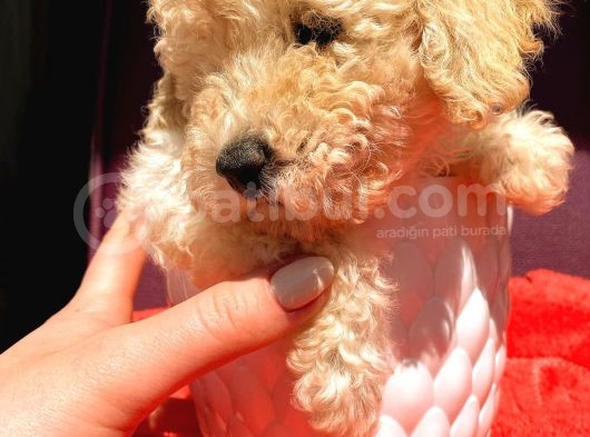 Teacup Di̇şi̇ Toy Poodle görsel