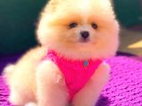 Pomeranian Boo