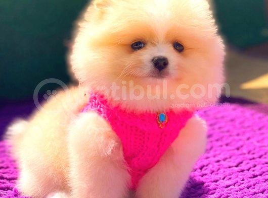 Pomeranian Boo görsel