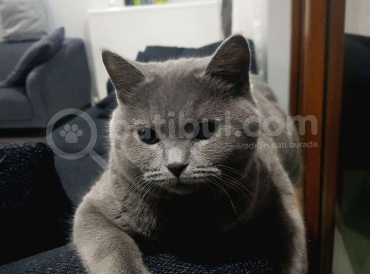 Safkan British Shothair Yakışıklı Erkek görsel