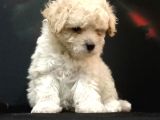 Mini Mini Maltipoo Bebeklerim