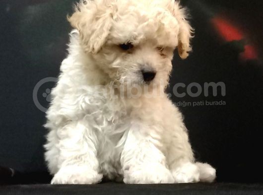 Mini Mini Maltipoo Bebeklerim görsel