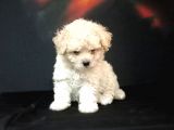 Mini Mini Maltipoo Bebeklerim
