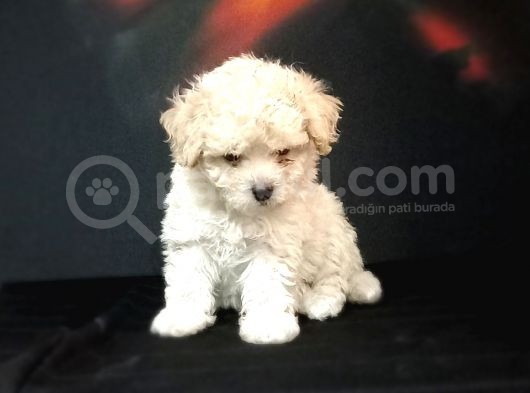 Mini Mini Maltipoo Bebeklerim görsel
