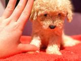 Mi̇ni̇ Boy Di̇şi̇ Toy Poodle
