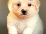 Sevi̇mli̇ Maltese Terri̇er