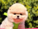 Safkan Pomeranian Boo Yavrularımız