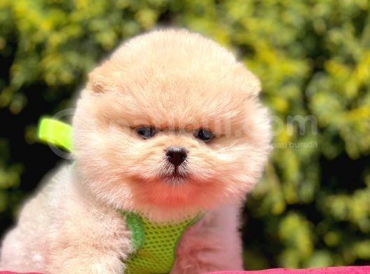 Safkan Pomeranian Boo Yavrularımız görsel