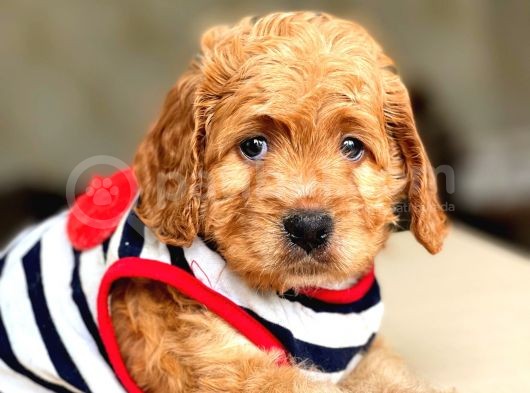 Bebek Surat Maltipoo Yavrular