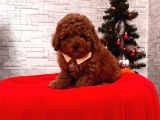 Orjinal Toy Poodle
