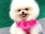 Karbeyaz Pomerani̇an Boo Mi̇ni̇ Boy