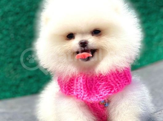 Karbeyaz Pomerani̇an Boo Mi̇ni̇ Boy