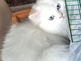 Britişh Longhair Erkek