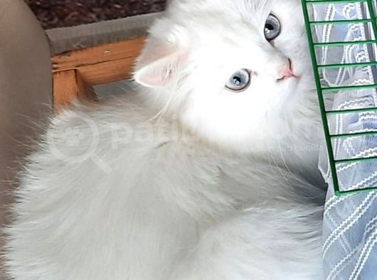 Britişh Longhair Erkek