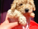 Teacup Di̇şi̇ Toy Poodle