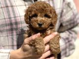 Bebek Surat Toy Poodle Yavrular