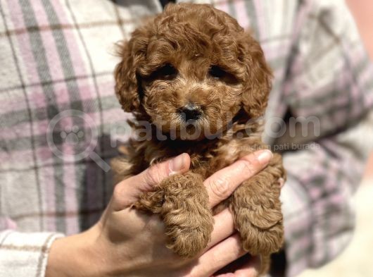 Bebek Surat Toy Poodle Yavrular