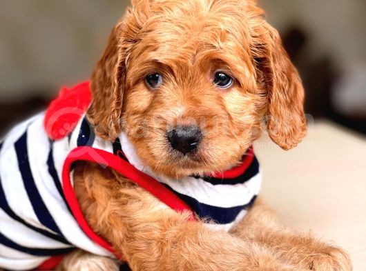 Show Kalite Maltipoo Bebekler görsel