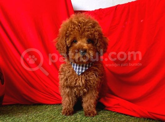 Orji̇nal Toy Poddle