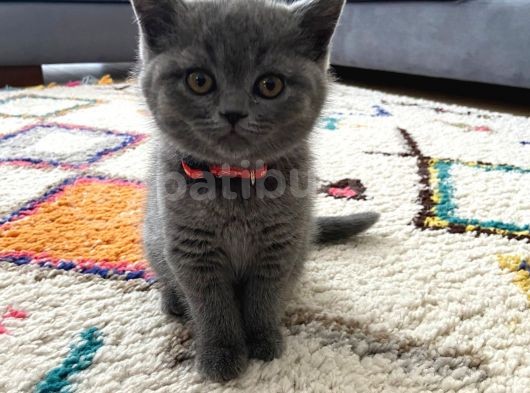 Dişi British Shorthair Yavru