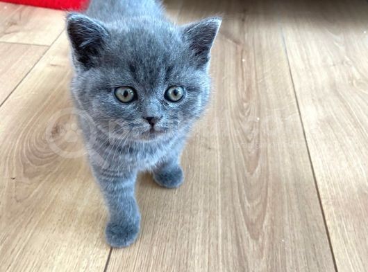 Dişi British Shorthair Yavru görsel