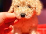 Toy Poodle Di̇şi̇